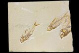 Trio of Bargain Fossil Fish (Knightia) - Green River Formation #136825-1